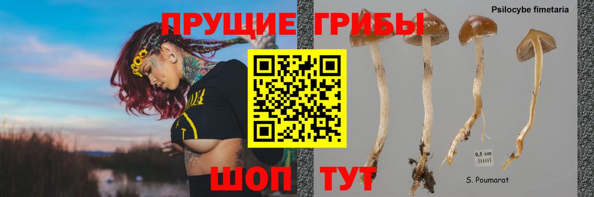 купить наркотики сайты  Вход с VPN  Галлюциногенные грибы Psilocybe  Зима  Псилоцибиновые грибы прущие грибы 